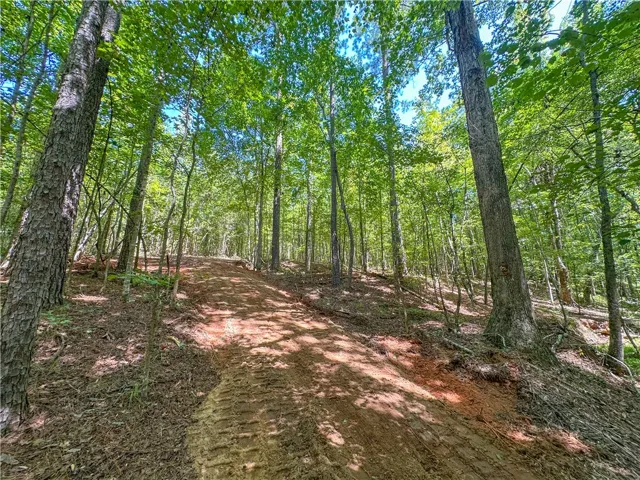 A cleared path winds upward through a dense, mature forest under a leafy canopy.