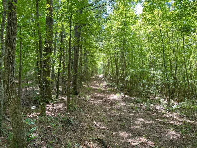 Mature trees frame a peaceful, unpaved pathway winding through a dense forest setting.