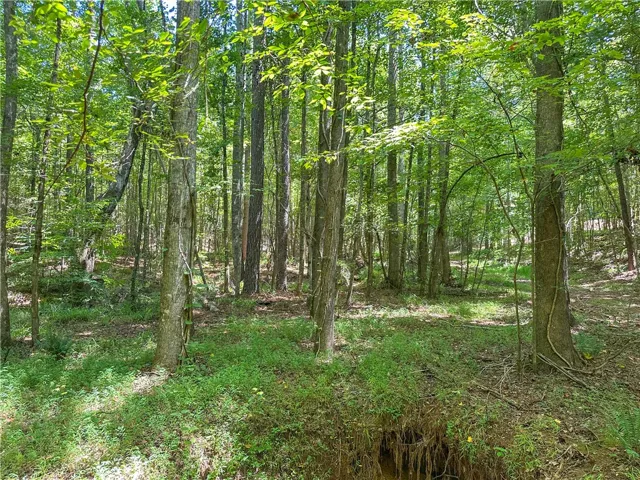 Mature trees shade a quiet, natural landscape on this wooded property.