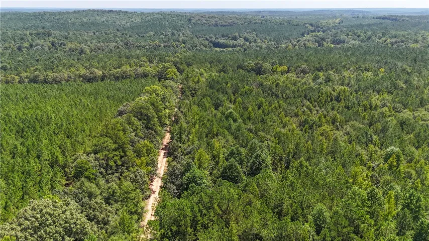 Lush forest canopies stretch across rolling hills as a rustic dirt path winds through the trees.