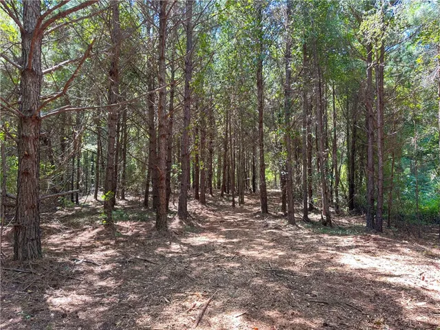 Mature trees line a natural clearing in this peaceful wooded landscape.