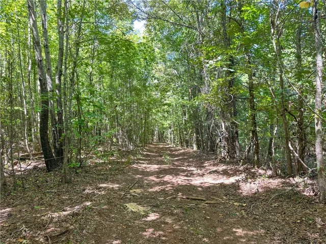 Mature trees line a cleared pathway winding through the private, wooded acreage.