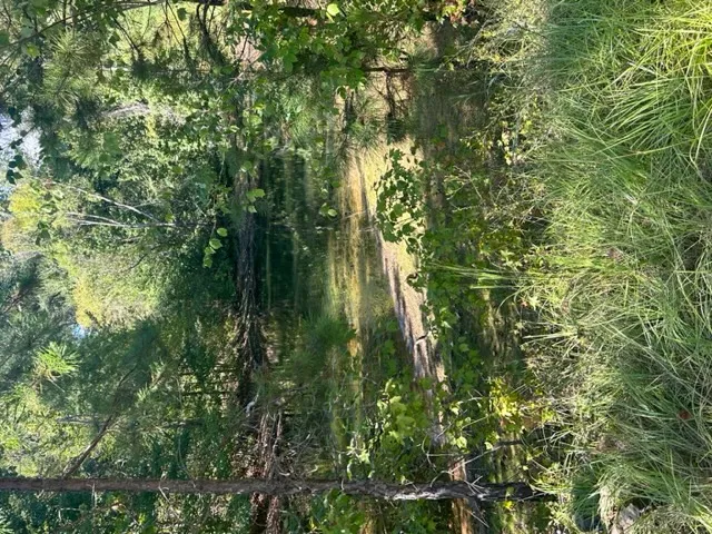 Mature trees and native grasses surround a tranquil natural pond on the property.