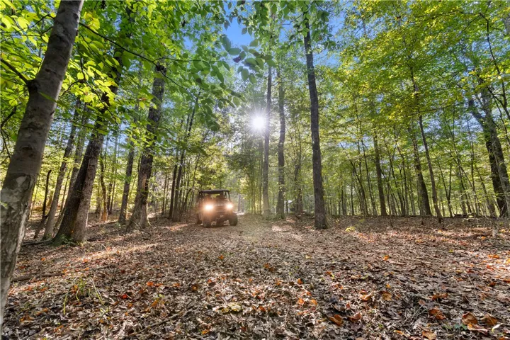 Sunlight filters through towering trees onto a leaf-covered forest floor.