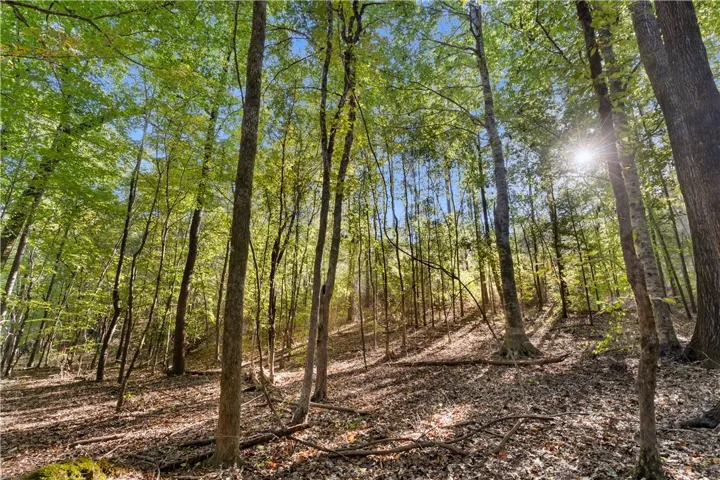 Mature trees and gentle slopes define this wooded property.
