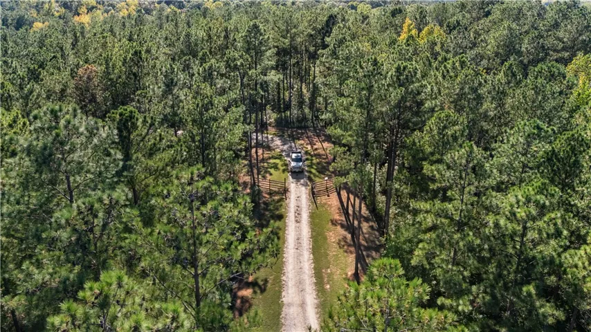 An inviting gravel driveway winds through dense, mature pine forests on this expansive property.