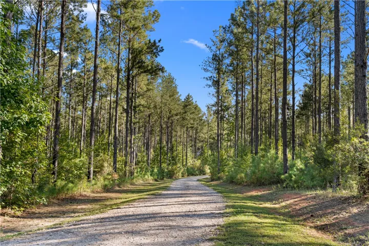 A gravel driveway winds through towering pine trees under a clear blue sky.