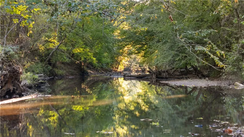 A tranquil creek flows peacefully beneath a lush canopy of mature forest trees.
