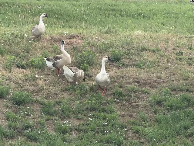 I think there are 5