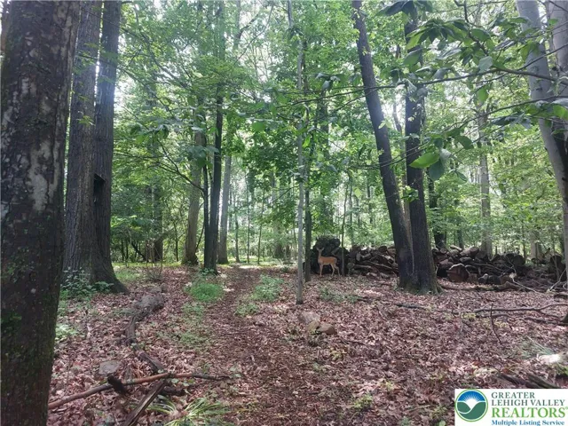 Wooded section in back yard near trails
