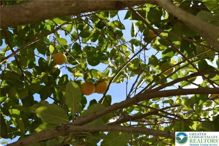 Persimmon Fruit Tree