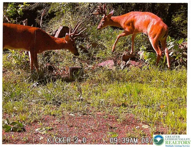 From former owner's game camera