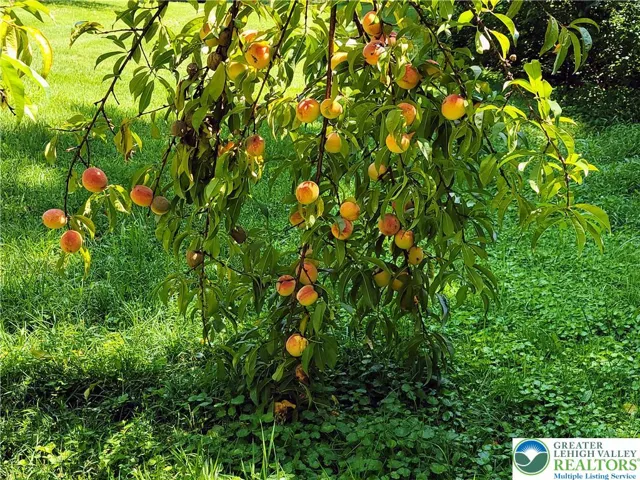 Peach trees