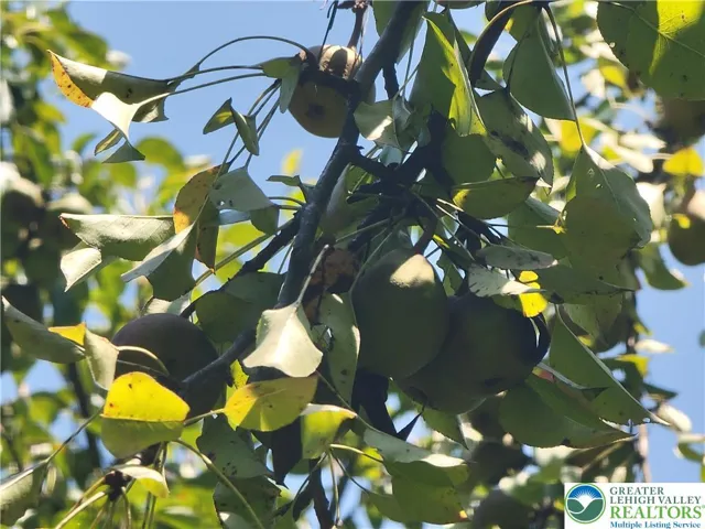 Pear trees