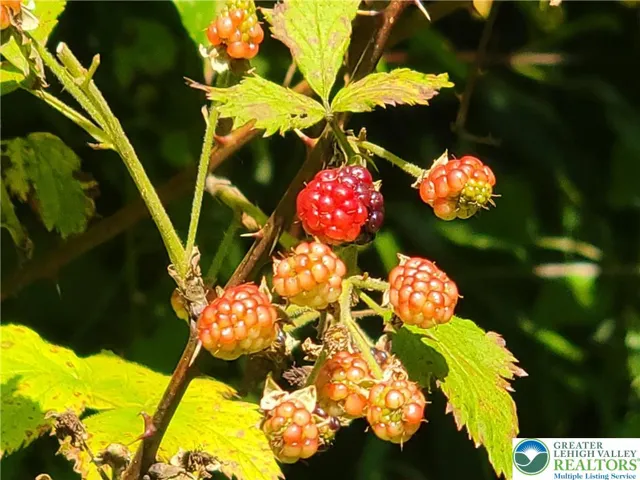 Raspberry bushes