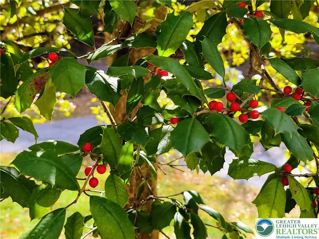 Holly trees