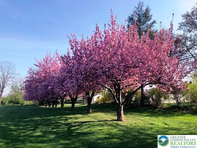 These trees edge the park along the back yard