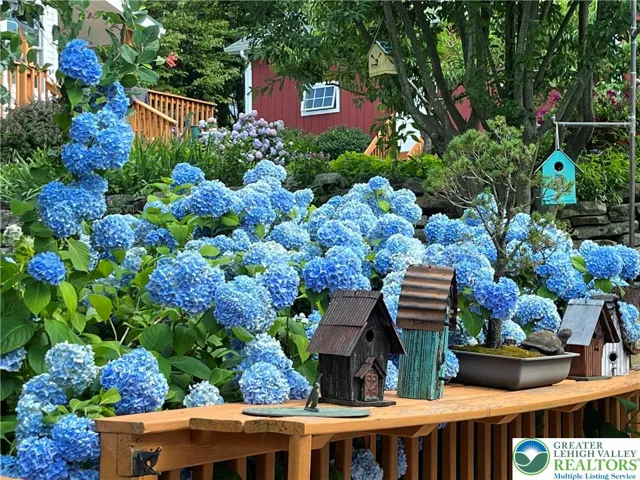 Hydrangeas in full bloom