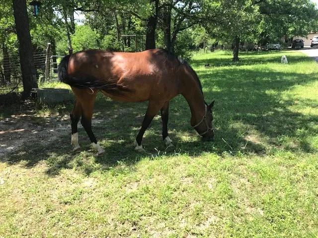 Photo of 298 JENKINS RD, Cedar Creek, TX, 78612