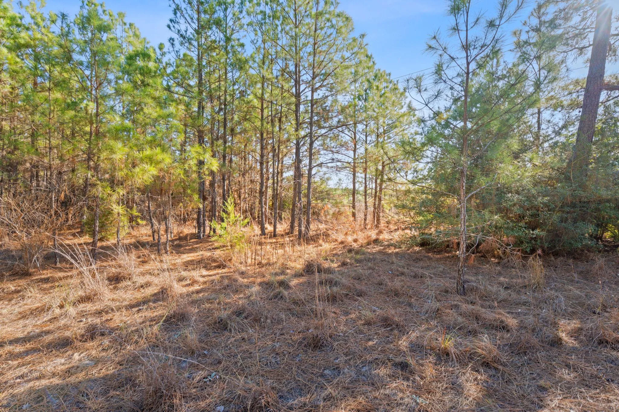 Photo 5 of LOT 65 STATE HIGHWAY 21 NONE