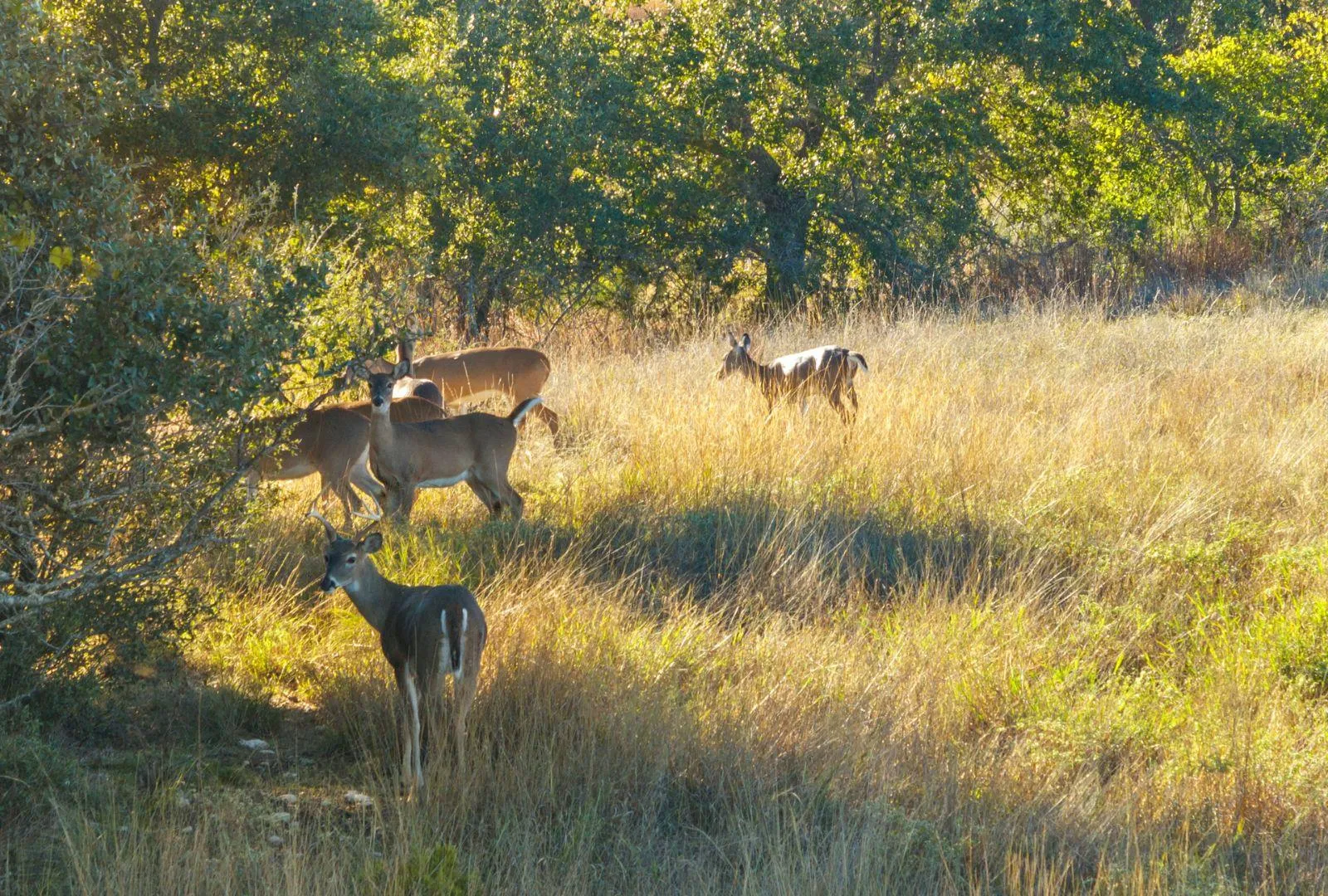 Photo 4 of DRIPPING SPRINGS 78620