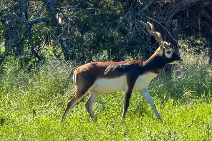 993 Blackbuck Ridge Dr, Lampasas, Texas 76550