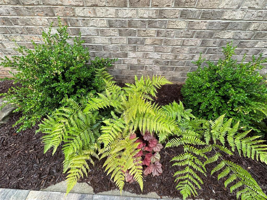 Gorgeous plantings along the alleyway.