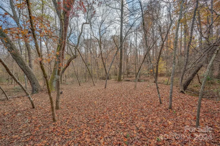 Beautiful wooded land.