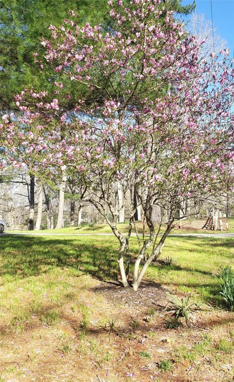 Front yard