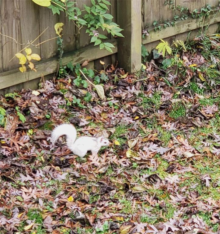 Back yard with white squirrel