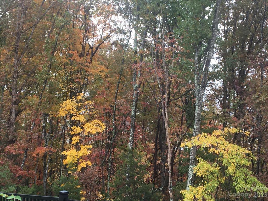 Backyard Colors in Fall
