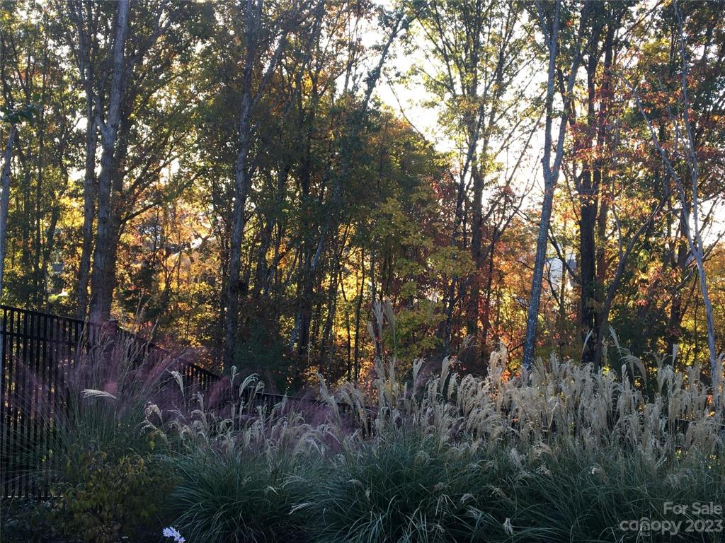 Backyard Colors in Fall