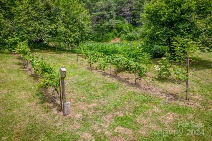 vinyard