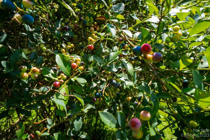 Several blueberry bushes on the property!