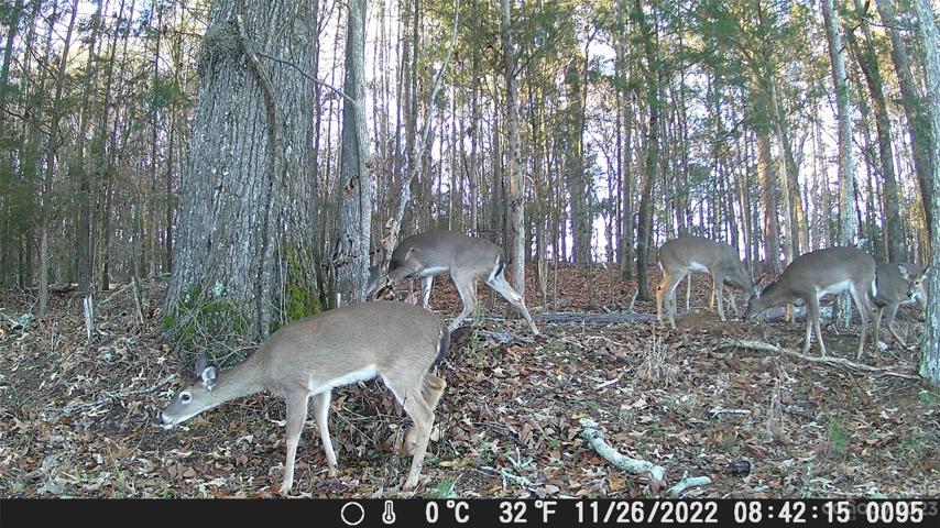 Plenty of deer and wildlife.