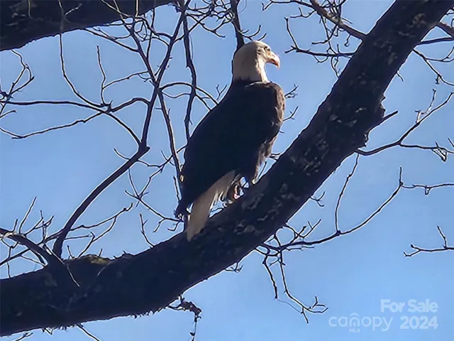 wildlife abounds at DV