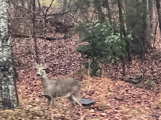 Local Friends