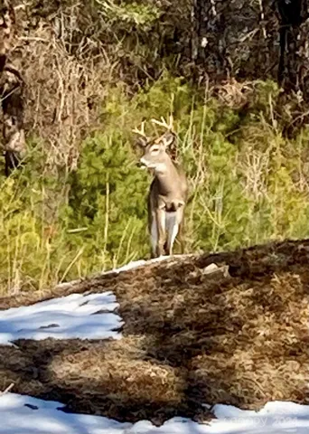 Wildlife abounds within Oleta Falls