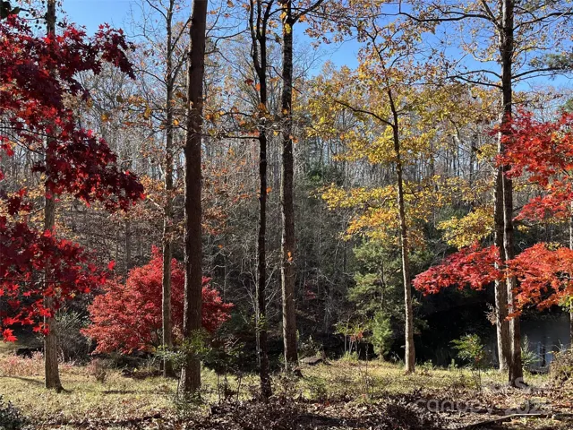 Japanese Maples are abundant and vivid!