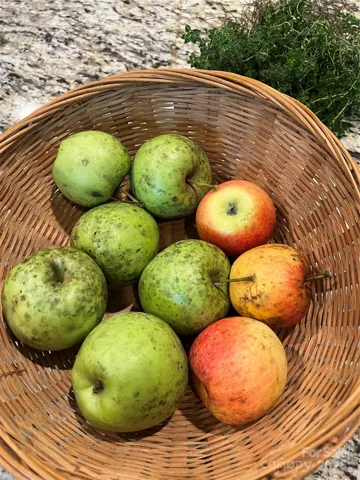 Homegrown apples from the 2 apples in addition to the two paws and two fig trees