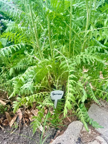 Yarrow - used for wound healing, digestion, pain, and more