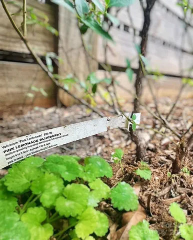 Blueberry Bushes
