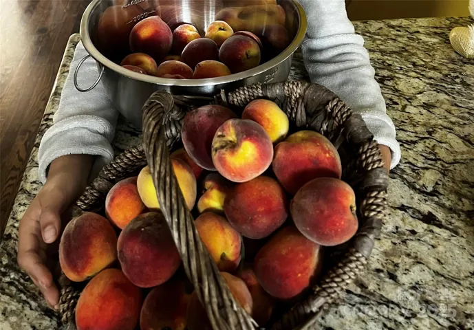 Home-grown peaches from the 2 peach trees