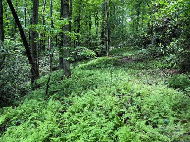 Looking from the back of the property towards Caroline Lane