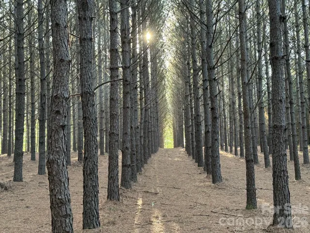 2 areas of  Loblolly pines from 15-30+ years of growth.