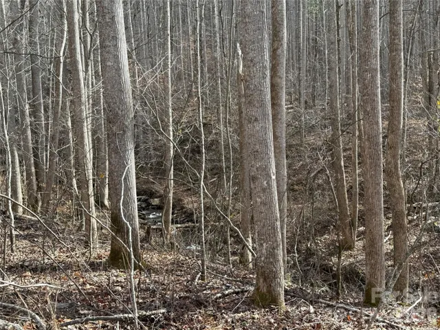 Wooded land with a bubbling creek at the front of the property.