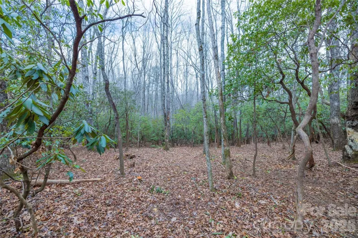 Clearing for homesite