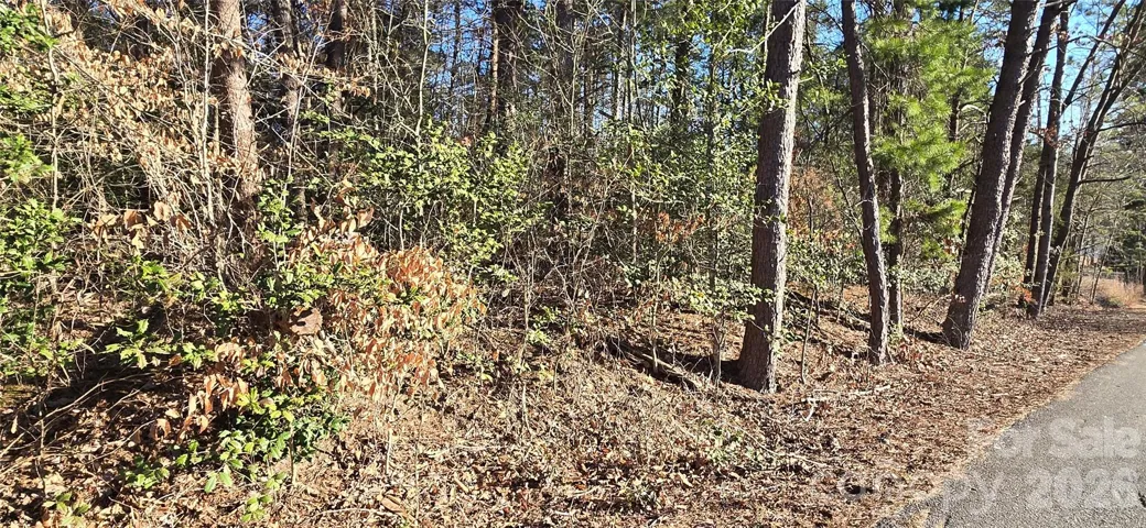 This photo is taken while standing on Cartwright Drive.  This is a very wooded half acre building lot.  (FYI the adjacent 0.58 ac lot is also for sale along with access lot on Rufty St)