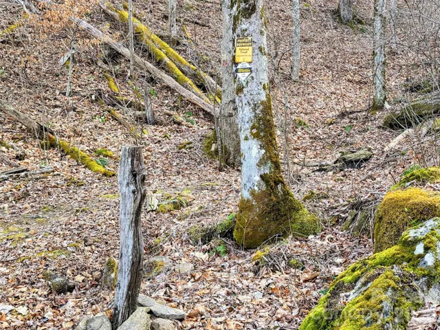 Tree with USFS boundary marker behind the house