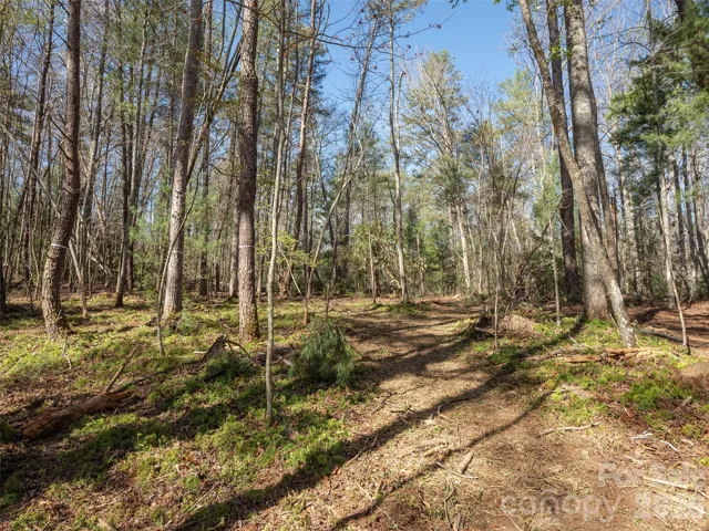 137 Nancy Ashworth Ln - recently under brushed, with a nice, gentle pathway to the potential home site